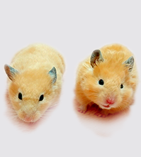 ハムスターの写真