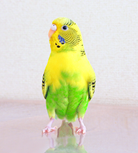 インコの写真
