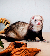 フェレットの写真