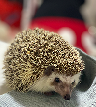 ハリネズミの写真