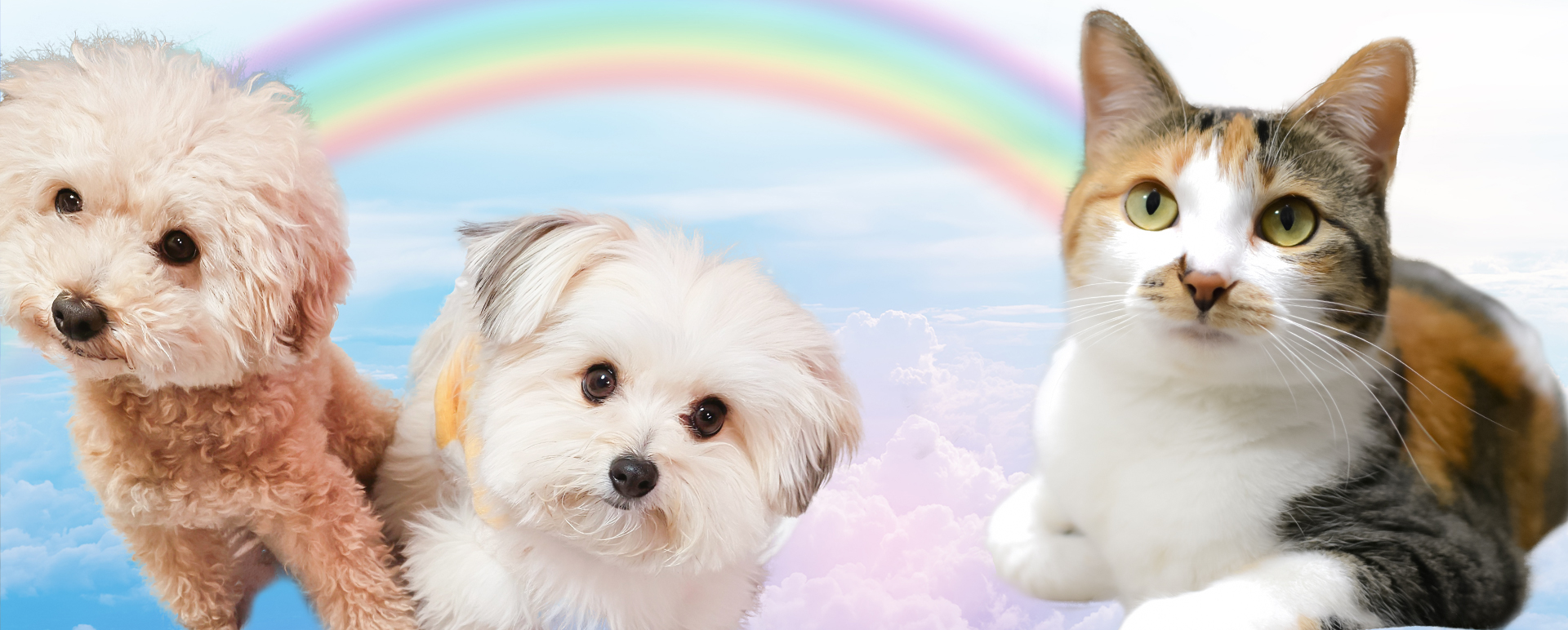 ペット訪問火葬ペットメモリー心音 | 鹿児島