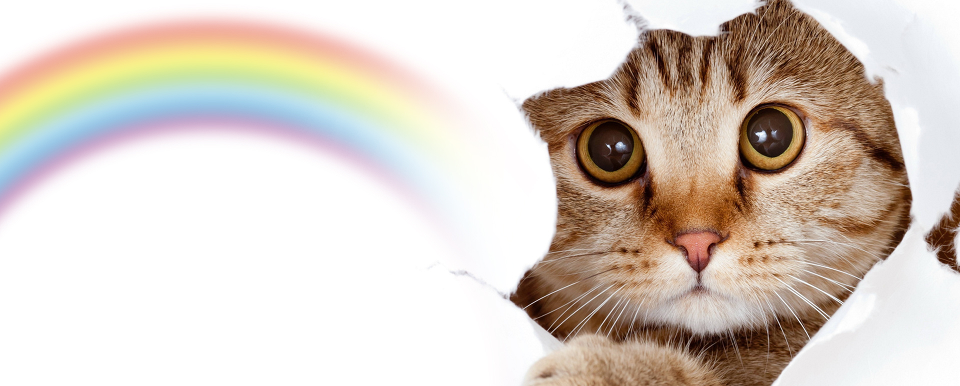 ペット訪問火葬ペットメモリー心音 | 鹿児島