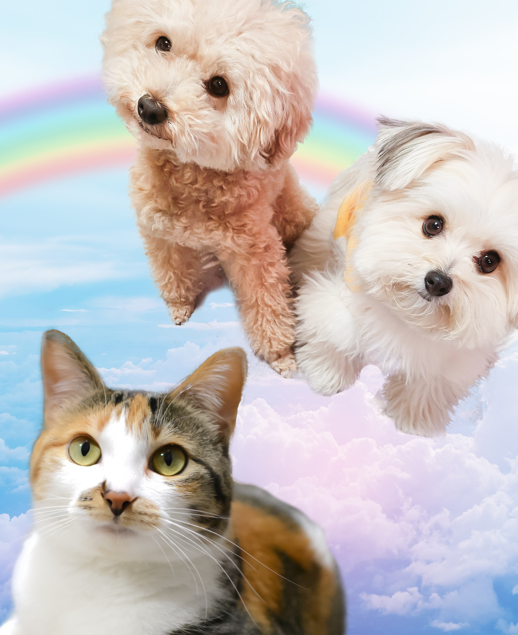 ペット訪問火葬ペットメモリー心音 | 鹿児島