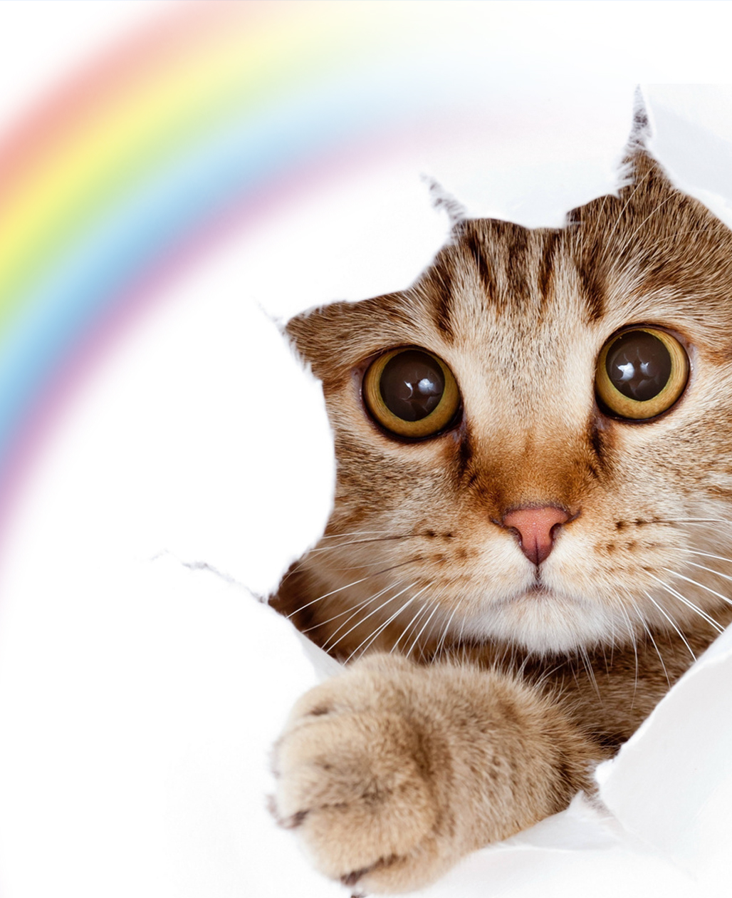 ペット訪問火葬ペットメモリー心音 | 鹿児島